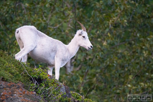 © Teklanika Photography 2016