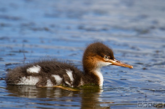 © Teklanika Photography 2016