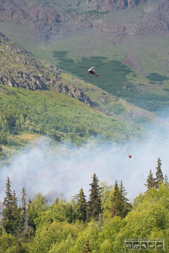 © Teklanika Photography 2016