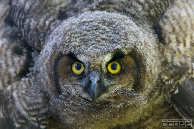 © Teklanika Photography 2016