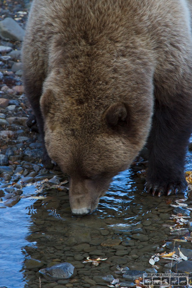 © Teklanika Photography 2014