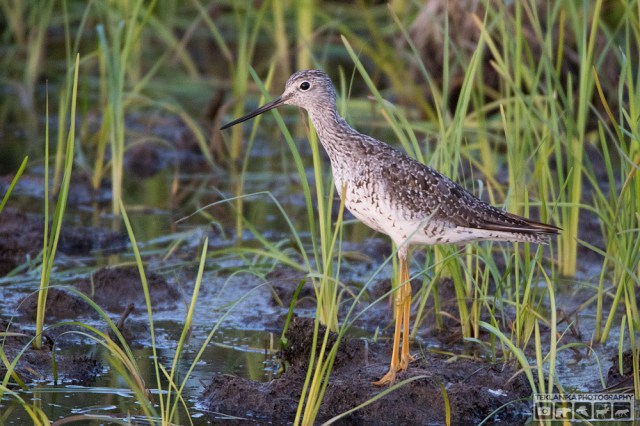 © Teklanika Photography 2016