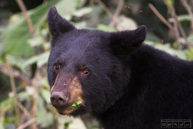 © Teklanika Photography 2016