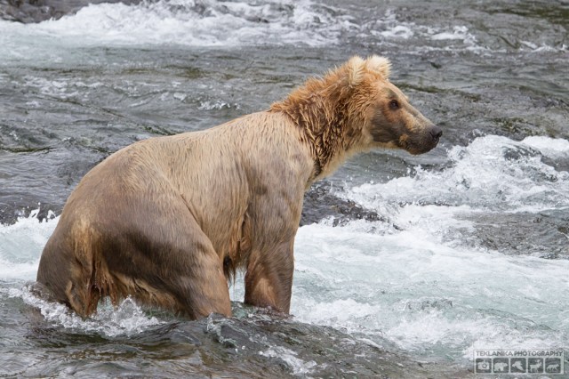 © Teklanika Photography 2015