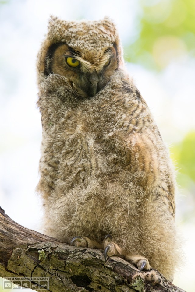 © Teklanika Photography 2016