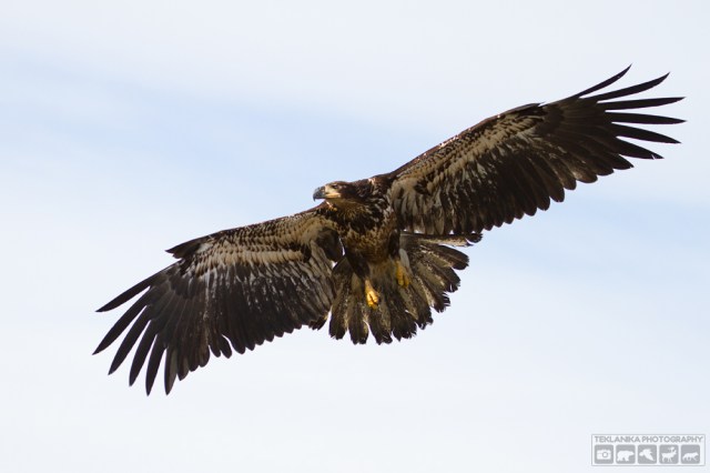 © Teklanika Photography 2016