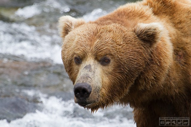 © Teklanika Photography 2015