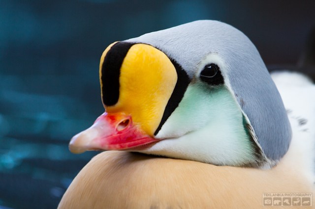 © Teklanika Photography 2016