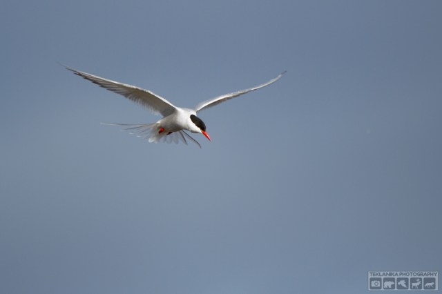 © Teklanika Photography 2016