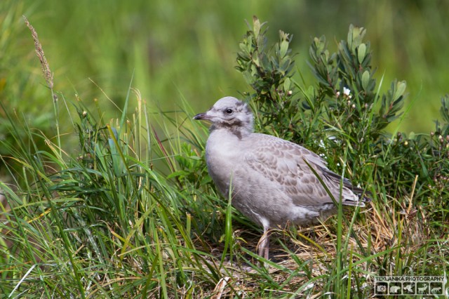© Teklanika Photography 2016