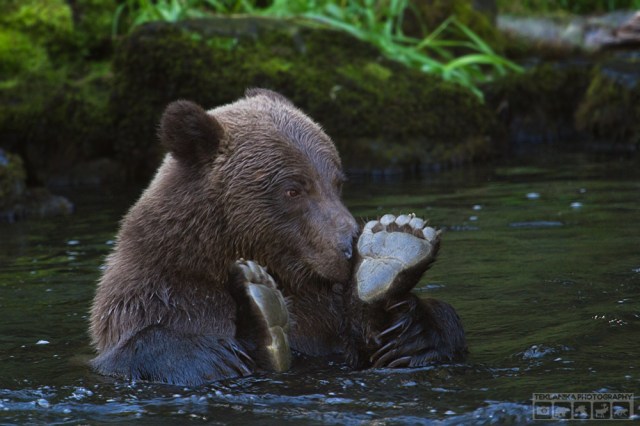 © Teklanika Photography 2016