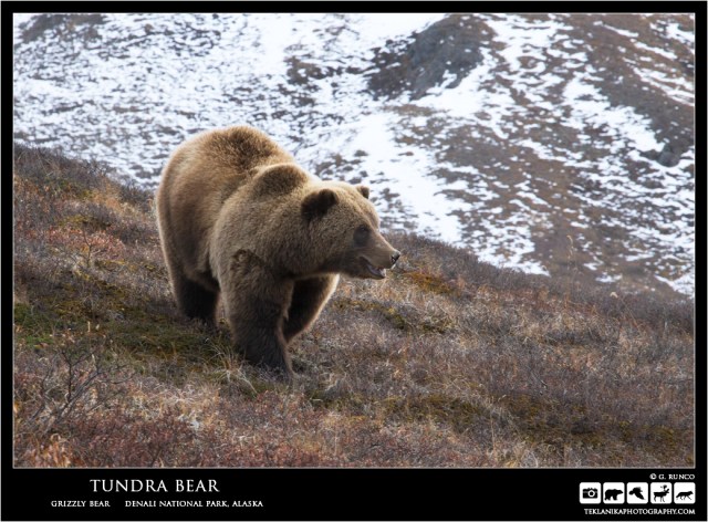 Tundra Bear