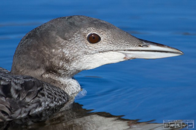 © Teklanika Photography 2016