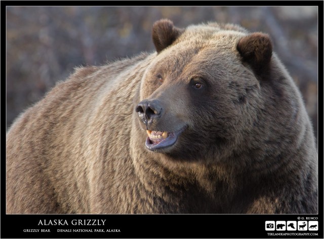 Alaska Grizzly