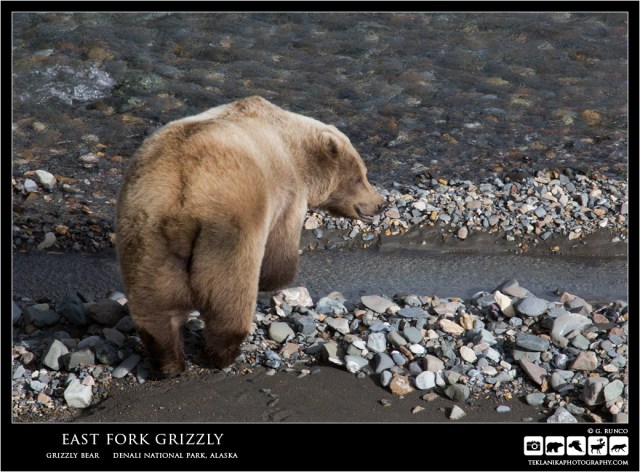 East Fork Grizzly