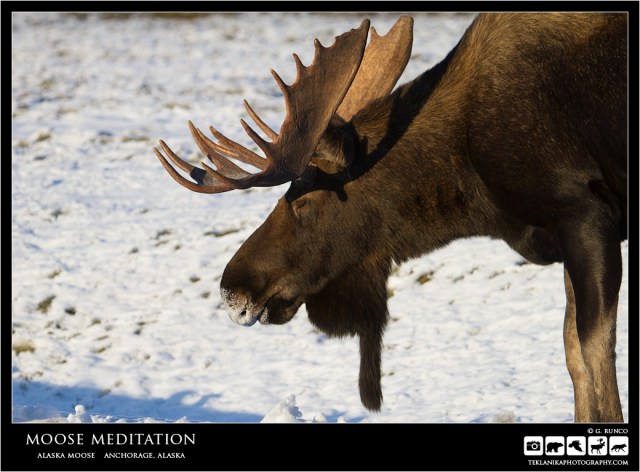 Moose Meditation