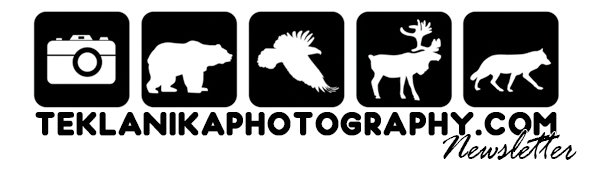 2013_newsletter_banner