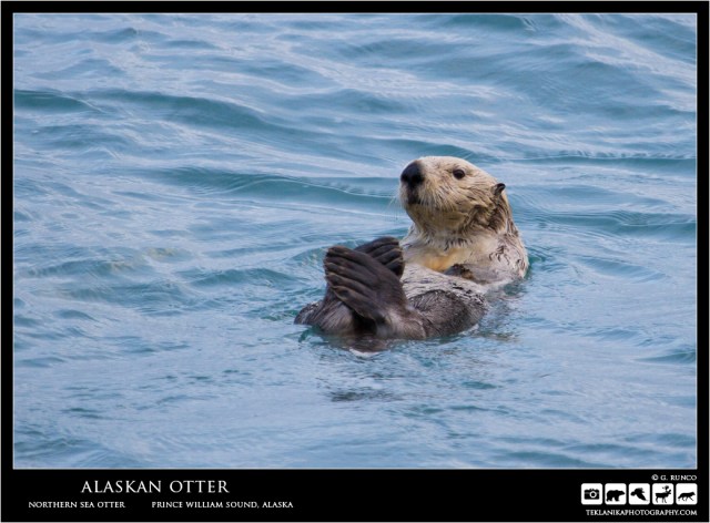 Alaskan Otter