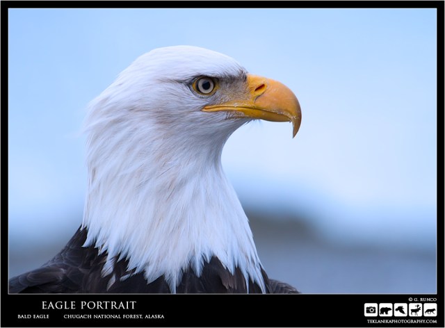 Eagle Portrait