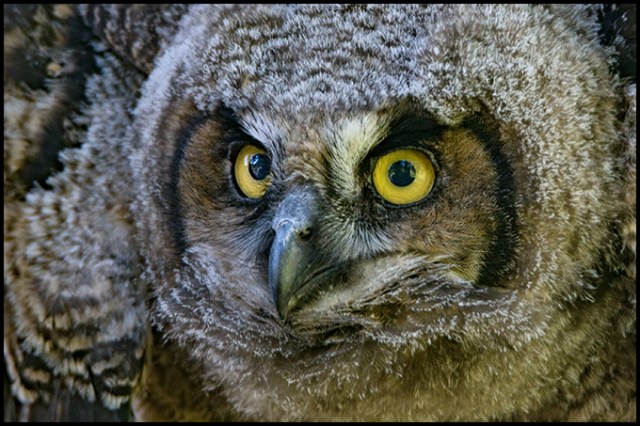 ghowlet