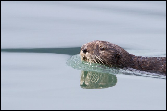 otter_in_water
