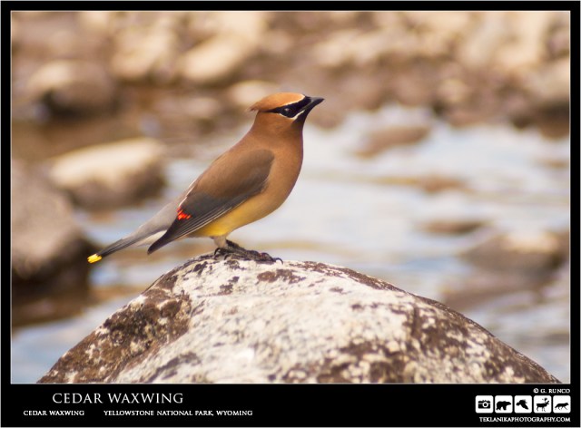 Cedar Waxwing