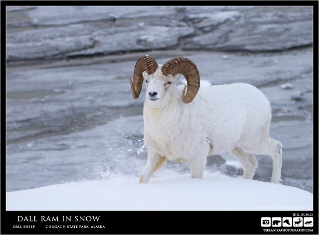 Dall Ram in Snow