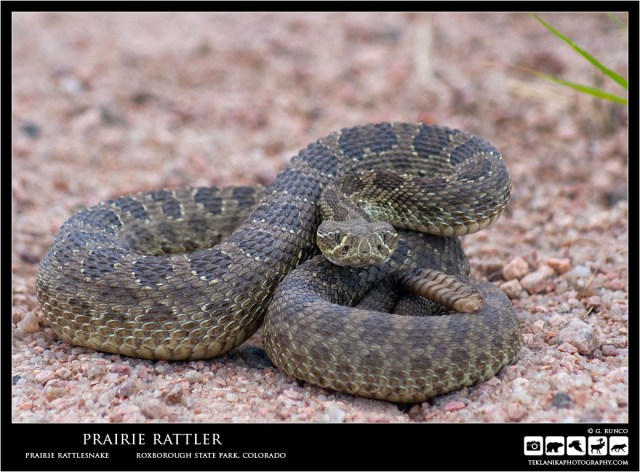 Prairie Rattler