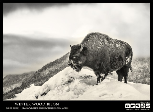 Winter Wood Bison