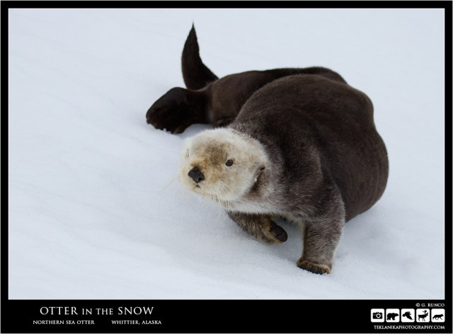 Otter in the Snow