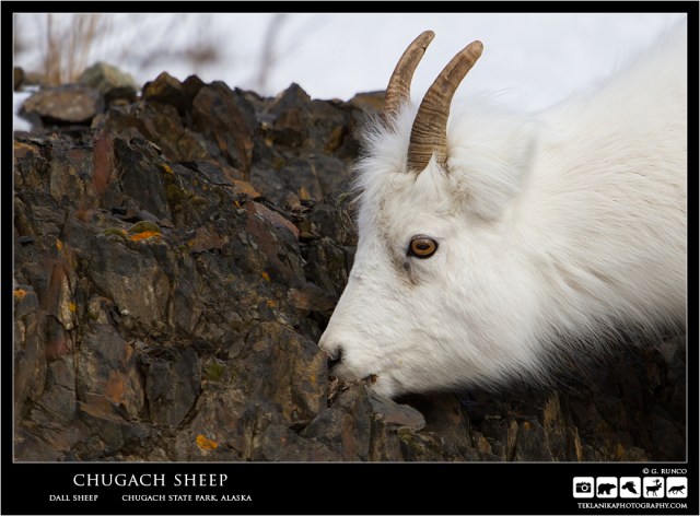 Chugach Sheep