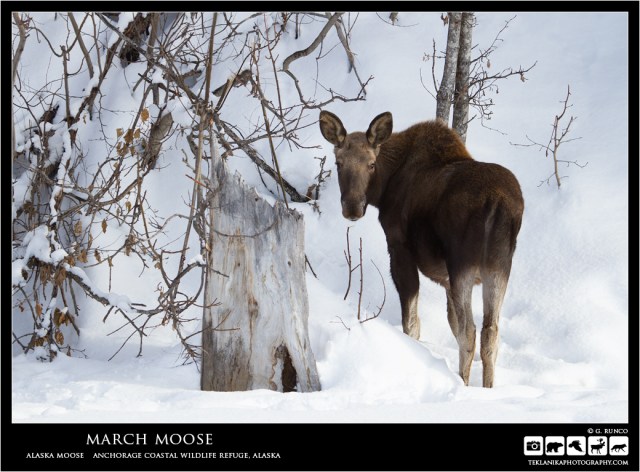 March Moose